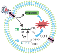 Graphical abstract: Carbon dot-modified controllable drug delivery system for sonodynamic/chemotherapy of tumors