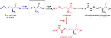 Graphical abstract: Characterization of GvgD and GvgH encoded in the biosynthetic gene cluster of 4-formylaminooxyvinylglycine