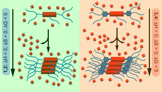 Graphical abstract: Thermodynamics of the self-assembly of N-annulated perylene bisimides in water. Disentangling the enthalpic and entropic contributions