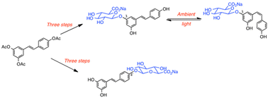 Graphical abstract: Convenient syntheses of trans-resveratrol 3-O and 4′-O-β-d-glucuronides and a study of their aqueous stability