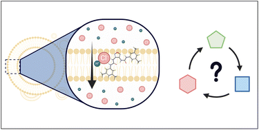 Graphical abstract: Furazan bis-ureas: a heterocyclic scaffold for anion binding and transport