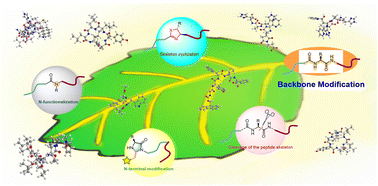 Graphical abstract: Site-selective editing of peptides via backbone modification