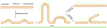 Graphical abstract: Propranolol induces large-scale remodeling of lipid bilayers: tubules, patches, and holes