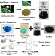 Graphical abstract: Emilia sonchifolia leaf extract-mediated green synthesis, characterization, in vitro biological activities, photocatalytic degradation and in vivo Danio rerio embryo toxicity of copper nanoparticles