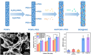 Graphical abstract: Preparation of hydroxyapatite coated porous carbon nanofibres for DEX loading and enhancing differentiation of BMSCs