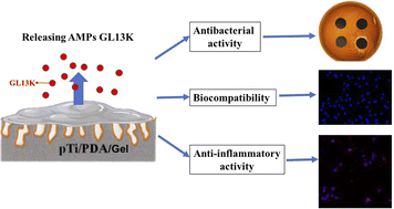 Graphical abstract: Prolonged release of an antimicrobial peptide GL13K-loaded thermosensitive hydrogel on a titanium surface improves its antibacterial and anti-inflammatory properties