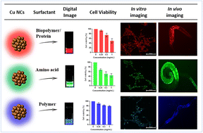 Graphical abstract: Potential impact of various surface ligands on the cellular uptake and biodistribution characteristics of red, green, and blue emitting Cu nanoclusters