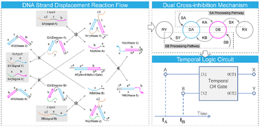 Graphical abstract: Temporal logic circuits implementation using a dual cross-inhibition mechanism based on DNA strand displacement
