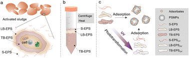 Graphical abstract: Phototransformation of extracellular polymeric substances in activated sludge and their interaction with microplastics