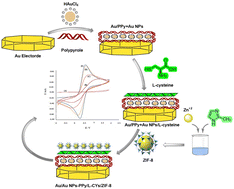 Graphical abstract: Synthesis of a Au/Au NPs-PPy/l-CYs/ZIF-8 nanocomposite electrode for voltammetric determination of insulin in human blood