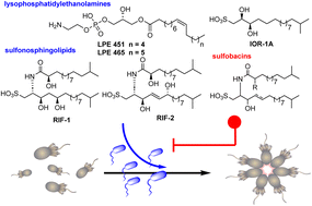 Graphical abstract: Isolation of sulfonosphingolipids from the rosette-inducing bacterium Zobellia uliginosa and evaluation of their rosette-inducing activity