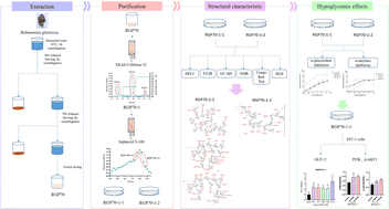 Graphical abstract: Two polysaccharides from Rehmannia glutinosa: isolation, structural characterization, and hypoglycemic activities