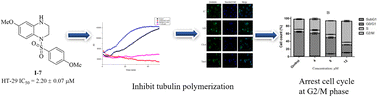 Graphical abstract: Design, synthesis and biological evaluation of tetrahydroquinoxaline sulfonamide derivatives as colchicine binding site inhibitors