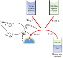 Graphical abstract: In situ fabrication of an anisotropic double-layer hydrogel as a bio-scaffold for repairing articular cartilage and subchondral bone injuries