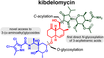 Graphical abstract: Formal synthesis of kibdelomycin and derivatisation of amycolose glycosides