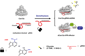 Graphical abstract: Regulation of the CRISPR-Cas12a system by methylation and demethylation of guide RNA