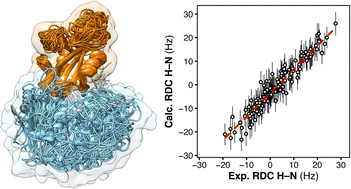 Graphical abstract: Experiment-guided molecular simulations define a heterogeneous structural ensemble for the PTPN11 tandem SH2 domains