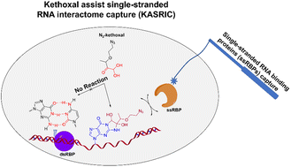 Graphical abstract: Transcriptome-wide identification of single-stranded RNA binding proteins