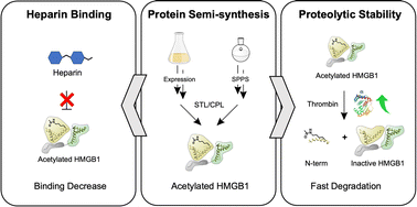 Graphical abstract: Revealing the extracellular function of HMGB1 N-terminal region acetylation assisted by a protein semi-synthesis approach
