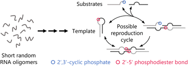 Graphical abstract: Minimal RNA self-reproduction discovered from a random pool of oligomers