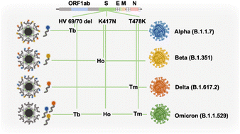 Graphical abstract: Isotope-encoded tetrahedral DNA for multiple SARS-CoV-2 variant diagnosis