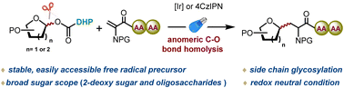 Graphical abstract: Stereoselective alkyl C-glycosylation of glycosyl esters via anomeric C–O bond homolysis: efficient access to C-glycosyl amino acids and C-glycosyl peptides