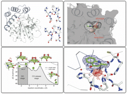 Graphical abstract: Evolutionary adaptation from hydrolytic to oxygenolytic catalysis at the α/β-hydrolase fold