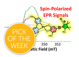 Graphical abstract: Competitive reversed quartet mechanisms for photogenerated ground state electron spin polarization