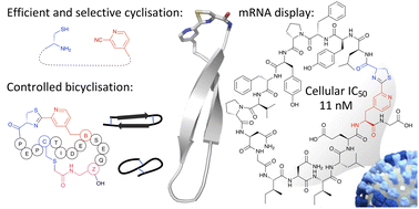Graphical abstract: Selective thiazoline peptide cyclisation compatible with mRNA display and efficient synthesis