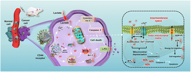 Graphical abstract: Synergistically remodulating H+/Ca2+ gradients to induce mitochondrial depolarization for enhanced synergistic cancer therapy