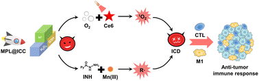 Graphical abstract: Mn(iii)-mediated carbon-centered radicals generate an enhanced immunotherapeutic effect