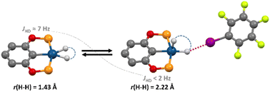 Graphical abstract: Unravelling strong temperature-dependence of JHD in transition metal hydrides: solvation and non-covalent interactions versus temperature-elastic H–H bonds