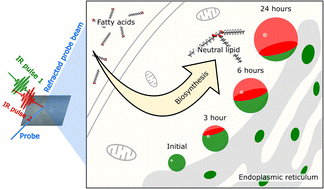 Graphical abstract: Monitoring the synthesis of neutral lipids in lipid droplets of living human cancer cells using two-color infrared photothermal microscopy