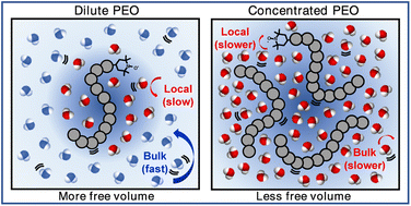 Graphical abstract: Nanoscale water–polymer interactions tune macroscopic diffusivity of water in aqueous poly(ethylene oxide) solutions