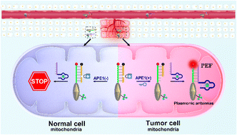 Graphical abstract: Light and endogenous enzyme triggered plasmonic antennas for accurate subcellular molecular imaging with enhanced spatial resolution
