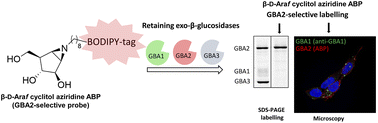 Graphical abstract: Selective labelling of GBA2 in cells with fluorescent β-d-arabinofuranosyl cyclitol aziridines