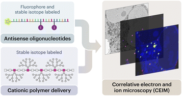 Graphical abstract: High-resolution visualisation of antisense oligonucleotide release from polymers in cells