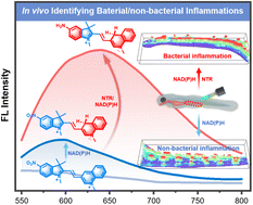 Graphical abstract: Non-invasive diagnosis of bacterial and non-bacterial inflammations using a dual-enzyme-responsive fluorescent indicator