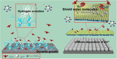 Graphical abstract: Selectively “size-excluding” water molecules to enable a highly reversible zinc metal anode