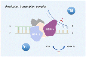 Graphical abstract: Mechanistic insights into bismuth(iii) inhibition of SARS-CoV-2 helicase