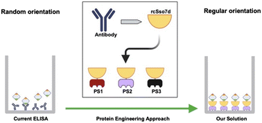 Graphical abstract: Engineering thermostable affinity proteins for use in high-throughput immunoassay formats