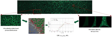 Graphical abstract: Experimental and numerical investigation of microbial growth in two-phase saturated porous media at the pore-scale