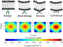 Graphical abstract: Differential membrane curvature induced by distinct protein conformers