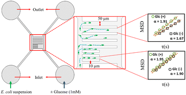 Graphical abstract: Anomalous diffusion of E. coli under microfluidic confinement and chemical gradient