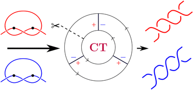 Graphical abstract: Decoding chirality in circuit topology of a self entangled chain through braiding