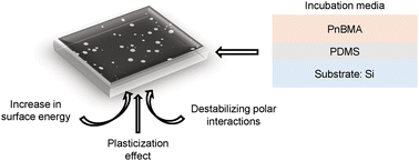 Graphical abstract: Roles of aqueous nonsolvents influencing the dynamic stability of poly-(n-butyl methacrylate) thin films at biologically relevant temperatures