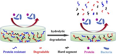 Graphical abstract: A main chain biodegradable polyurethane with anti-protein adsorption and anti-bacterial adhesion performances