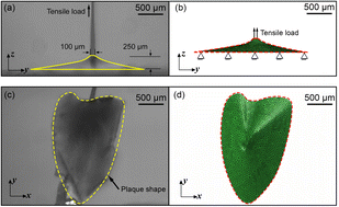 Graphical abstract: Determining hyperelastic properties of the constituents of the mussel byssus system