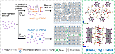 Graphical abstract: Management of an intermediate phase via a multifunctional dietary supplement for efficient and stable perovskite solar cells