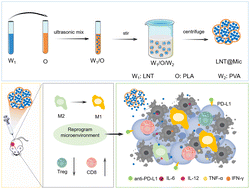 Graphical abstract: Lentinan-laden microspheres reprogram the tumor microenvironment and improve anti-PD-L1 efficacy